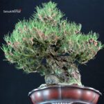 Pinus Thunbergii Kuromatsu Ishizuki - immagine 5