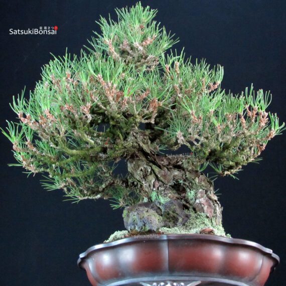 Pinus Thunbergii Kuromatsu Ishizuki - immagine 5