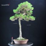 Pinus Densiflora - Akamatsu