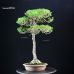 Pinus Densiflora - Akamatsu - immagine 2