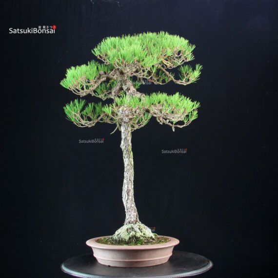 Pinus Densiflora - Akamatsu - immagine 2