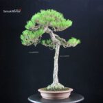 Pinus Densiflora - Akamatsu - immagine 3