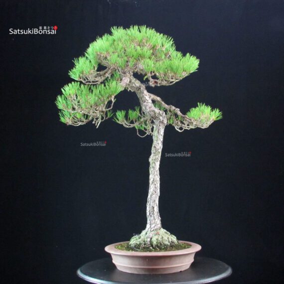 Pinus Densiflora - Akamatsu - immagine 3