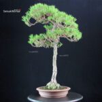 Pinus Densiflora - Akamatsu - immagine 4