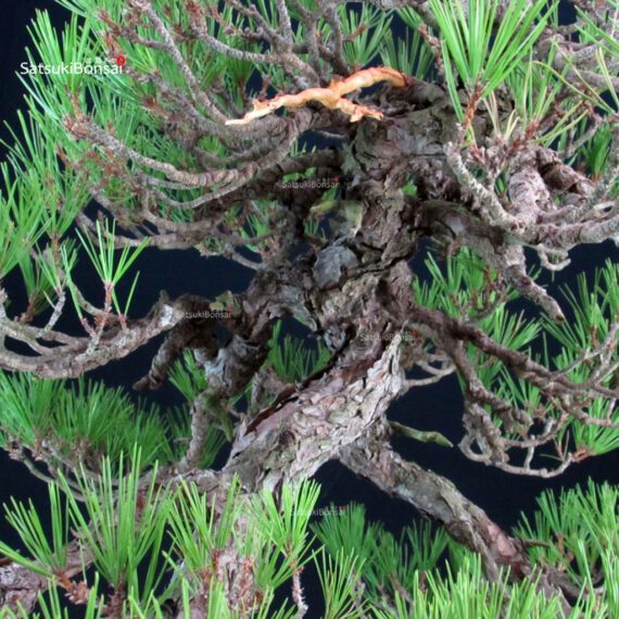 Pinus Densiflora - Akamatsu - immagine 5
