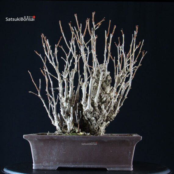 Ginkgo Biloba - immagine 7