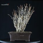 Ginkgo Biloba - immagine 8