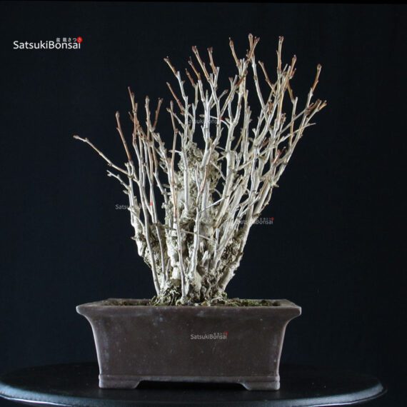 Ginkgo Biloba - immagine 8