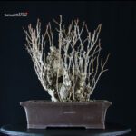 Ginkgo Biloba - immagine 5