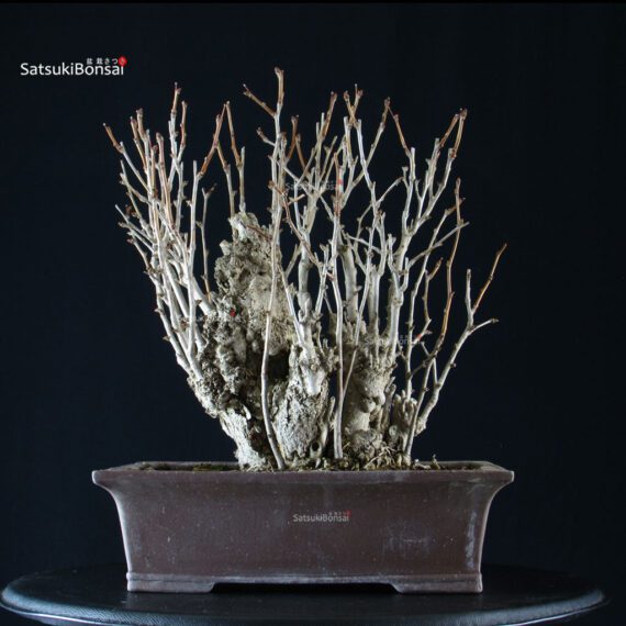 Ginkgo Biloba - immagine 5