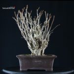 Ginkgo Biloba - immagine 6