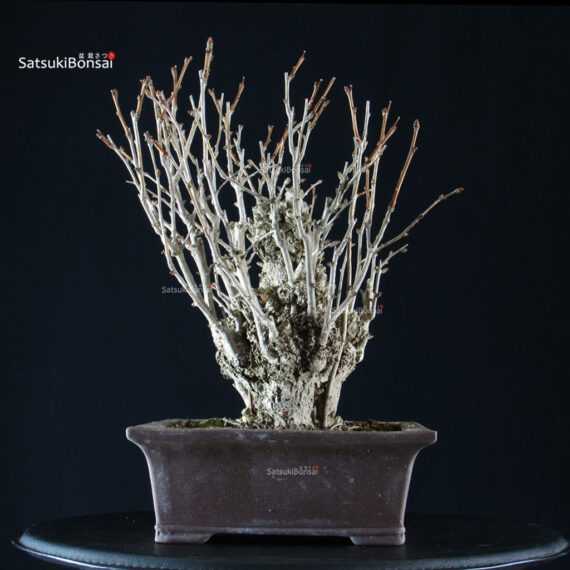 Ginkgo Biloba - immagine 6