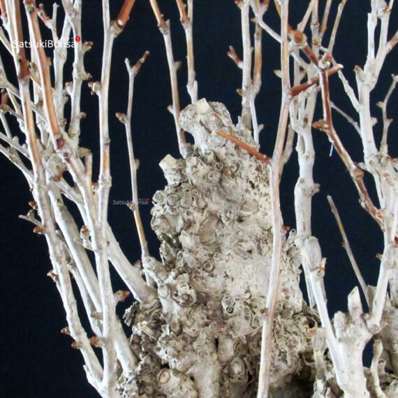 Ginkgo Biloba - immagine 9