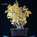 Ginkgo Biloba - immagine 2
