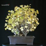 Ginkgo Biloba - immagine 3