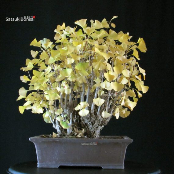 Ginkgo Biloba - immagine 3
