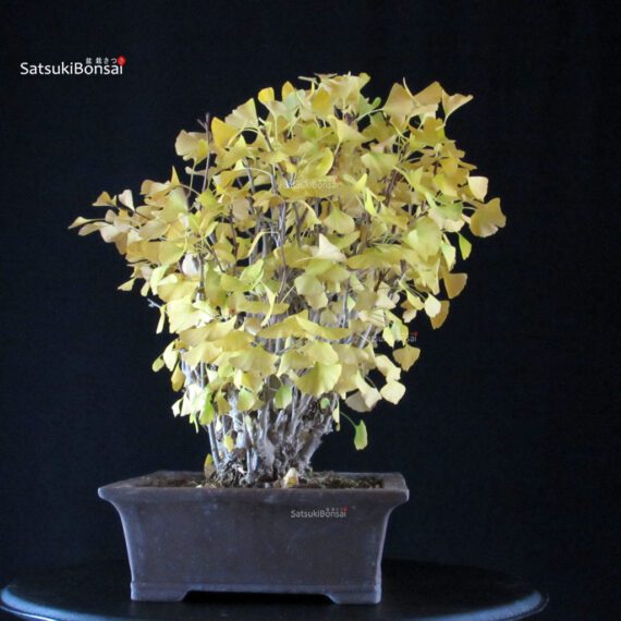 Ginkgo Biloba - immagine 4