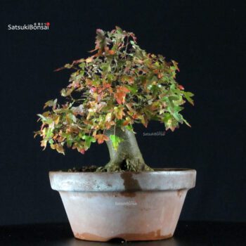 Acer Buergerianum - Kaede
