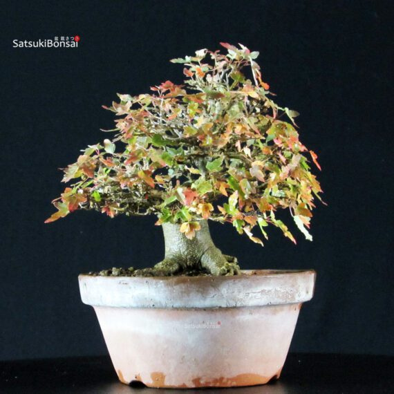 Acer Buergerianum - Kaede - immagine 2