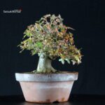 Acer Buergerianum - Kaede - immagine 3