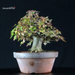 Acer Buergerianum - Kaede - immagine 4
