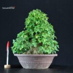 Acer Buergerianum - Kaede