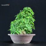 Acer Buergerianum - Kaede - immagine 2