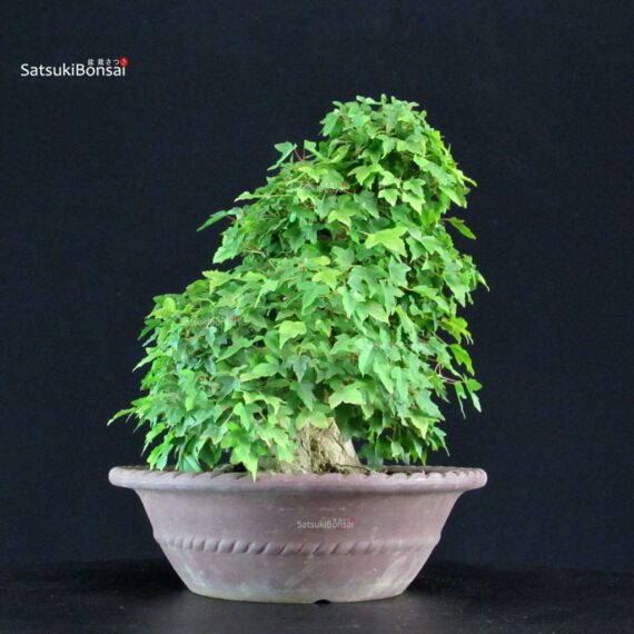 Acer Buergerianum - Kaede - immagine 2