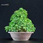 Acer Buergerianum - Kaede - immagine 3