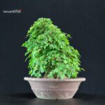 Acer Buergerianum - Kaede - immagine 4