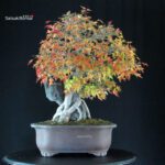 Acer Buergerianum - Kaede Ishizuki - immagine 5
