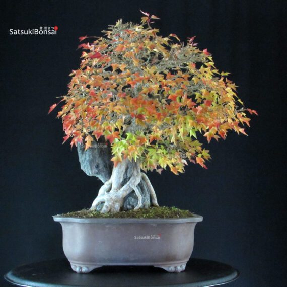 Acer Buergerianum - Kaede Ishizuki - immagine 5