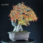 Acer Buergerianum - Kaede Ishizuki