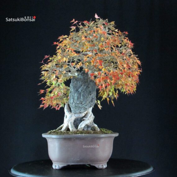 Acer Buergerianum - Kaede Ishizuki - immagine 2