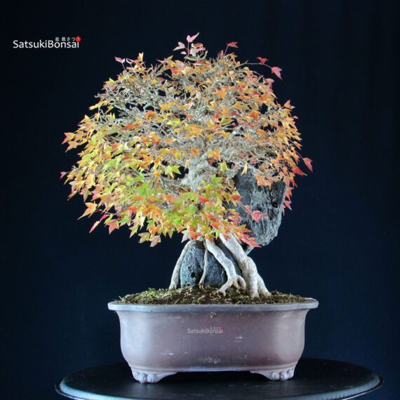 Acer Buergerianum - Kaede Ishizuki - immagine 3