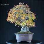 Acer Buergerianum - Kaede Ishizuki - immagine 4