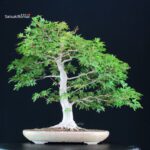 Acer Palmatum Yamamomiji - immagine 5