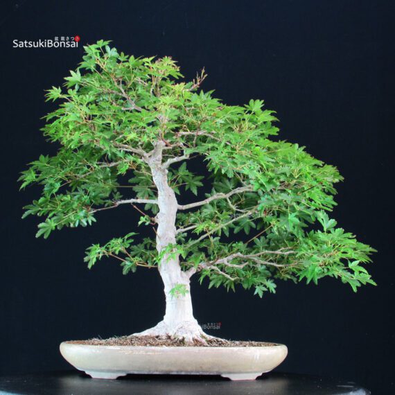 Acer Palmatum Yamamomiji - immagine 5