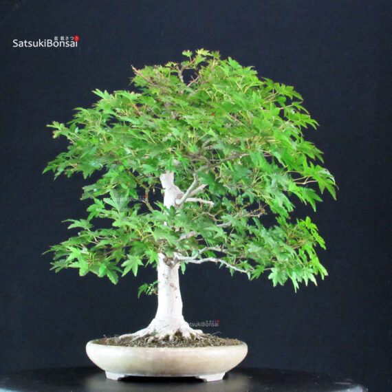 Acer Palmatum Yamamomiji - immagine 6