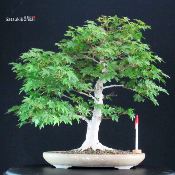 Acer Palmatum Yamamomiji - immagine 7