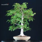 Acer Palmatum Yamamomiji - immagine 8