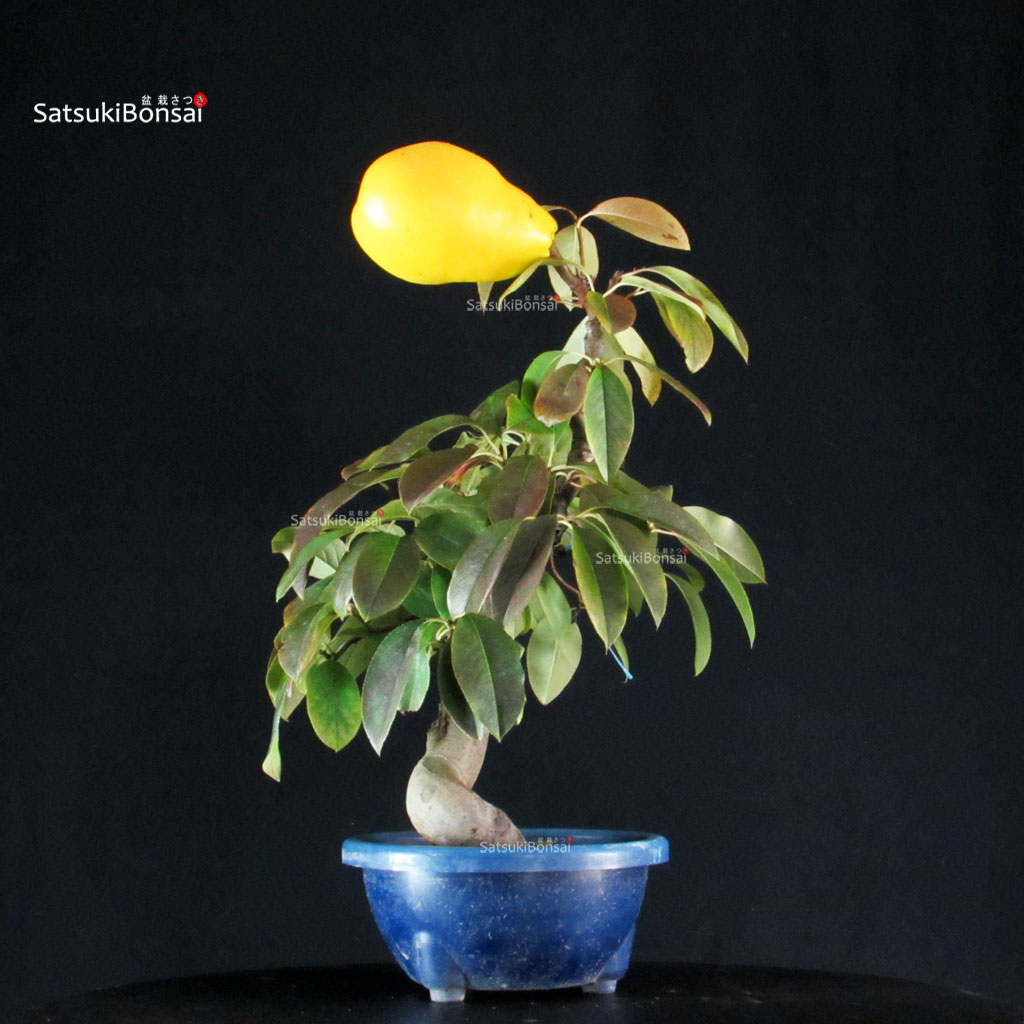 255239_8-Pseudocydonia-sinensis Pseudocydonia Sinensis - immagine 1