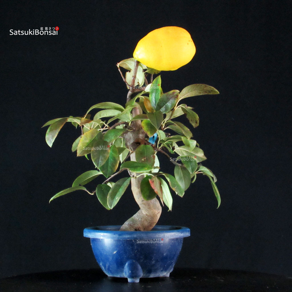 255240_5-Pseudocydonia-sinensis Pseudocydonia Sinensis - immagine 1