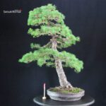 Pinus Pentaphylla - Goyomatsu