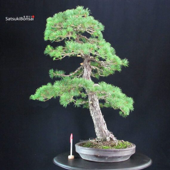 Pinus Pentaphylla - Goyomatsu - immagine 1