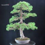 Pinus Pentaphylla - Goyomatsu - immagine 2