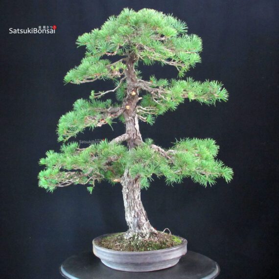 Pinus Pentaphylla - Goyomatsu - immagine 2
