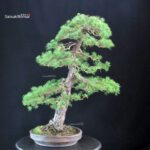 Pinus Pentaphylla - Goyomatsu - immagine 3