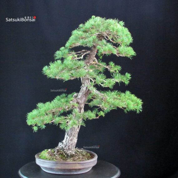 Pinus Pentaphylla - Goyomatsu - immagine 3