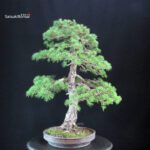 Pinus Pentaphylla - Goyomatsu - immagine 4